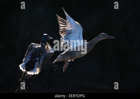 Canards Mallard mâles et femelles décollant du lagon Banque D'Images