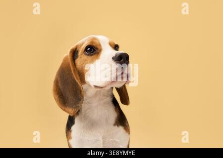 Le chien est assis sur un sol beige clair et regarde avec intérêt. Banque D'Images
