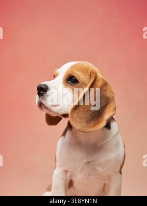 Un chiot beagle est assis calmement sur un fond rose, regardant légèrement sur le côté avec curiosité. Banque D'Images