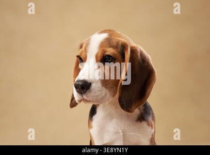 Le visage expressif du chiot remplit le cadre avec un arrière-plan neutre derrière. Banque D'Images