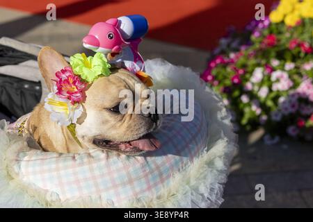 Heureux chien détendu bouledogue français assis à l'extérieur dans un panier décoré avec fleur colorée et jouet rose profitant du soleil sur la poêle chaude et lumineuse de jour d'été Banque D'Images