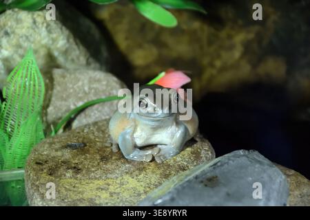 Pelodryas caerulea. La grenouille arboricole australienne bleue est également connue sous le nom de grenouille souriante, grenouille corallienne, grenouille arboricole à doigts de corail, litoria caerulea ou t blanc Banque D'Images
