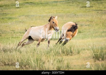 Chevaux de Przewalski (Equus ferus przewalskii) dans le parc national de Hustai Nuruu, Mongolie. Le parc est l'un des sites clés pour la réintroduction de cela Banque D'Images