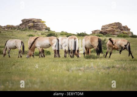 Chevaux de Przewalski (Equus ferus przewalskii) dans le parc national de Hustai Nuruu, Mongolie. Le parc est l'un des sites clés pour la réintroduction de cela Banque D'Images