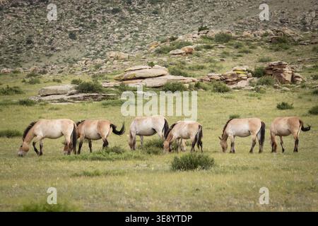 Chevaux de Przewalski (Equus ferus przewalskii) dans le parc national de Hustai Nuruu, Mongolie. Le parc est l'un des sites clés pour la réintroduction de cela Banque D'Images