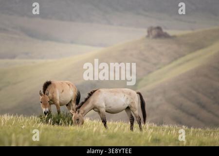Chevaux de Przewalski (Equus ferus przewalskii) dans le parc national de Hustai Nuruu, Mongolie. Le parc est l'un des sites clés pour la réintroduction de cela Banque D'Images