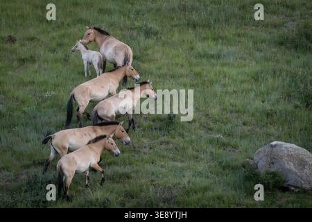 Chevaux de Przewalski (Equus ferus przewalskii) dans le parc national de Hustai Nuruu, Mongolie. Le parc est l'un des sites clés pour la réintroduction de cela Banque D'Images
