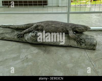 Grand dragon barbu repose sur une bûche. Plancher en béton et clôture métallique l'entourent. Affichage naturaliste dans un cadre intérieur. L'animal semble calme et Banque D'Images