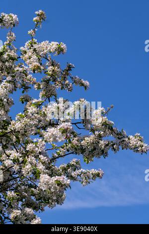Gros plan de boutons de fleurs roses sur une branche d'arbre au printemps, entourés de feuilles vertes fraîches et d'une lumière naturelle douce. Banque D'Images