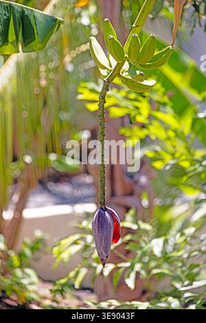 Jeunes bananes vertes sur plante avec un fond tropical flou dans un environnement naturel chaud de lumière du soleil Banque D'Images