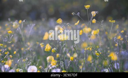Papillons et herbe longue dans le champ de prairie de campagne anglaise. Angleterre, Royaume-Uni. Banque D'Images