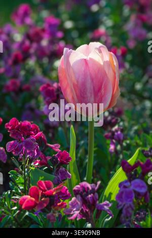 Tulipe rose et fleurs murales roses et violettes, schéma de plantation printanière Banque D'Images