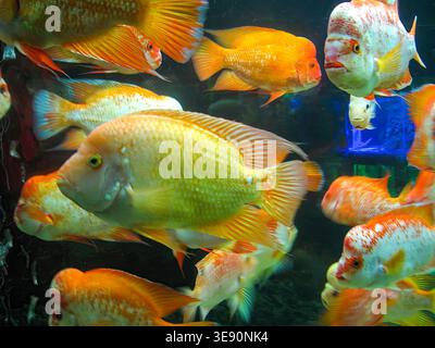 Orange et or Cichlid poissons nageant en groupe dans un réservoir d'aquarium d'eau douce luxuriant. Banque D'Images