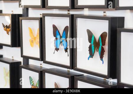 Collection souvenir papillon dans le cadre Banque D'Images