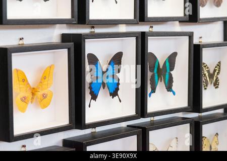 Collection souvenir papillon dans le cadre Banque D'Images