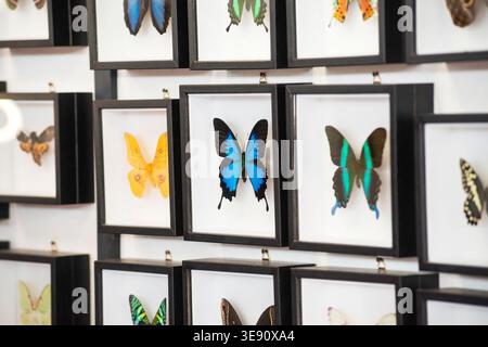 Collection souvenir papillon dans le cadre Banque D'Images