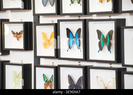 Collection souvenir papillon dans le cadre Banque D'Images
