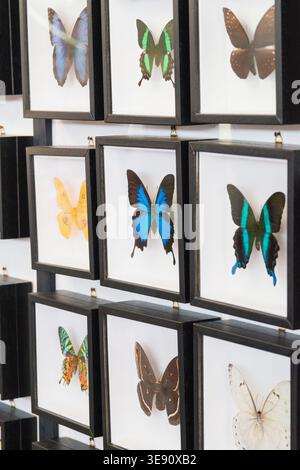 Collection souvenir papillon dans le cadre Banque D'Images
