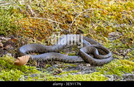 Couleuvre à collier Natrix natrix dans l'herbe. Banque D'Images
