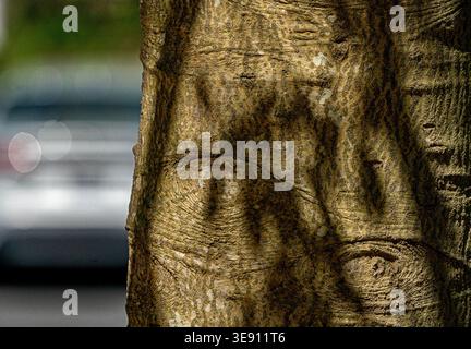 Ombres sur l'écorce d'un arbre mature Banque D'Images