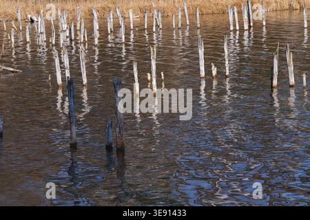 Vieilles piles de bois dépassant de l'eau. Photo de haute qualité Banque D'Images