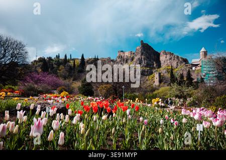 Vue grand angle des tulipes roses et rouges dans un jardin botanique avec une forteresse historique sur les collines Banque D'Images