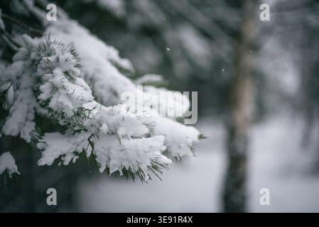 Gros plan de branches de pin enneigées, capturant la beauté sereine d'une scène hivernale avec une mise au point douce sur l'arrière-plan. Banque D'Images