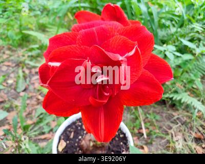 Hippeastrum amaryllis la nymphe rouge. Grande fleur florissante de couleur rouge. Grande fleur en fleurs avec des pétales rouges sur tige verte avec des feuilles vertes. Plante d'intérieur décorative. Inflorescence de fleur en fleurs Banque D'Images