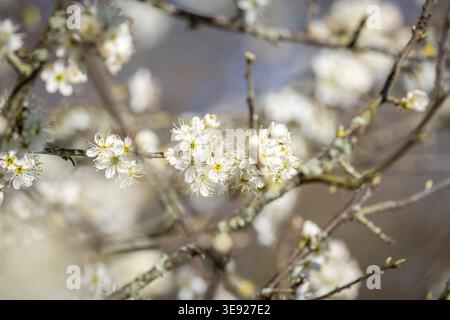 Un gros plan de jolie fleur sur un arbuste de blackthorn, un jour ensoleillé de printemps Banque D'Images