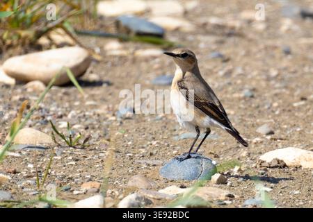 Isabelline Wheatear (Oenanthe isabellina) perchée sur un petit rocher dans un champ sec, Chypre. Banque D'Images