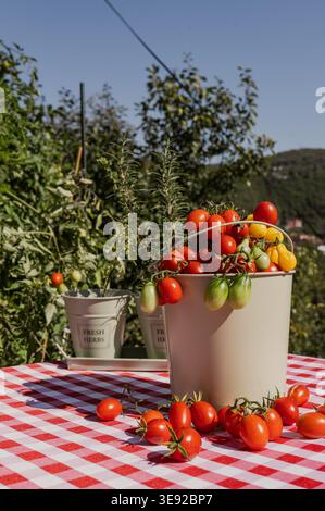 Une scène de plein air dynamique avec un seau rempli de tomates cerises fraîchement récoltées placé sur une nappe à carreaux rouge et blanche, entouré par Banque D'Images