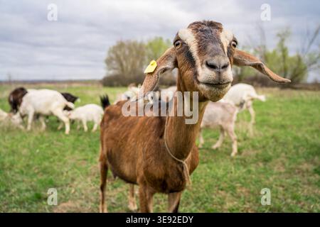 Curieux chèvre brune dans le pré avec troupeau de pâturage, bétail en liberté sur pâturage rural, portrait de ferme animé sous le ciel spectaculaire. Banque D'Images