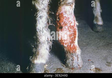 La vue frontale des membres antérieurs d'un poney Shetland montre une grande lésion avec un tissu de granulation suppuré sur la partie antérieure gauche, résultant d'une infection fongique connue sous le nom de phycomycose (mucormycose), 1962. L'agent pathogène spécifique n'a pas été indiqué. Image reproduite avec l'aimable autorisation du CDC. Banque D'Images