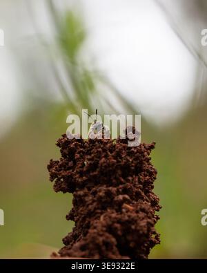 Abeille à sillon (Halictus sp.) émergeant d'un terrier de sol surélevé d'environ 5 cm de haut, macro verticale au niveau des yeux avec un sol brun vert et un fond de ciel. Banque D'Images
