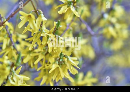 Vue rapprochée des fleurs de forsythia avec des fleurs jaunes sur les branches au début d'avril au printemps Banque D'Images