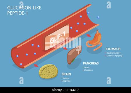 Vecteur plat isométrique 3D illustration conceptuelle du peptide-1 semblable au glucagon, hormones digestives Banque D'Images