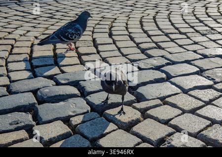 Deux oiseaux sur la route pavée en europe avec une lumière vive Banque D'Images