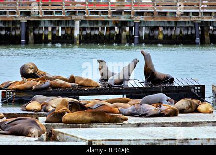 Les lions de mer se rassemblent sur les quais du Pier 39 en profitant du soleil et en se reposant au bord de l'eau. Les touristes regardent de la région voisine de San Francisco. Banque D'Images