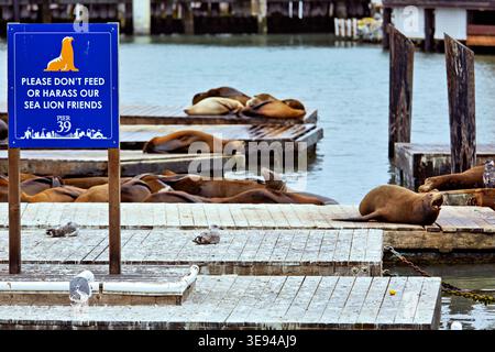 Les lions de mer s'installent sur des quais en bois au Pier 39. Les gens visitent Fisherman's Wharf pour voir ces animaux profiter du temps ensoleillé. Banque D'Images