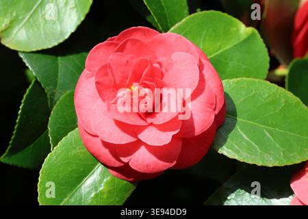 Camellia japonica 'Campbellii'. Gros plan de la fleur rouge de camélia double au printemps. Banque D'Images