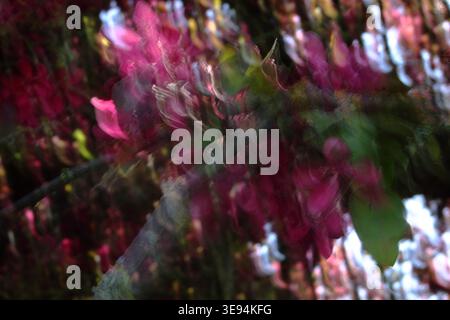 Flou de mouvement abstrait de fleurs roses magenta et de feuilles vertes sur les branches d'arbres, fond nature printanière rêveuse avec des reflets bokeh. Prise à Ruski Banque D'Images