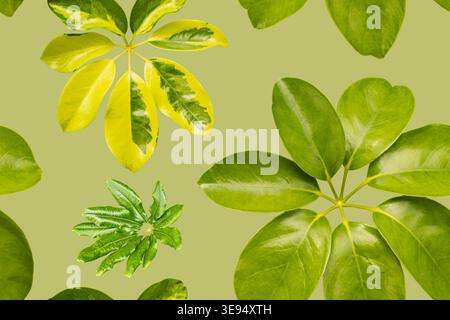 Un motif sans couture montre diverses feuilles vertes placées sur un fond vert clair. La conception présente différents types de feuilles de différentes formes Banque D'Images