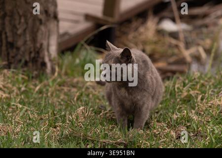 Un curieux chat gris regarde attentivement tout en étant assis dans un jardin herbeux Banque D'Images