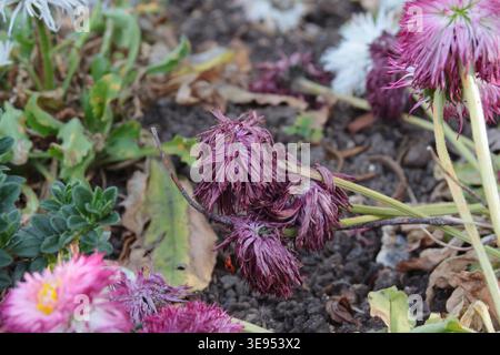 Gros plan de fleurs de chrysanthème pourpres fanées couchées sur le sol dans un lit de jardin, entourées de feuilles mortes et de quelques fleurs fraîches roses et blanches. Banque D'Images