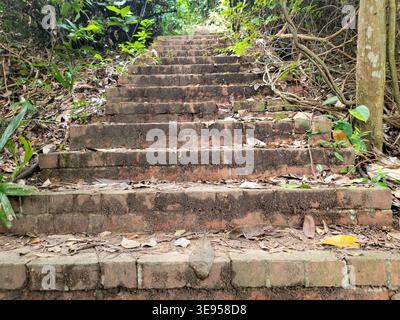 Des marches en pierre altérée mènent vers le haut à travers le feuillage dense de la jungle. Les feuilles et les brindilles dispersent la surface de l'escalier moussue et texturée. Racines d'arbres et vignes cl Banque D'Images