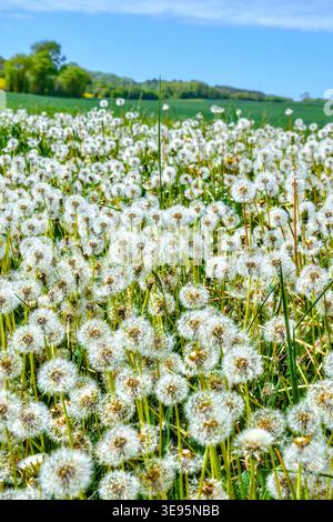 Propagation de pissenlits (Taraxacum officinale) en lisière de terres agricoles - Bossay-sur-Claise, Indre-et-Loire (37), France. Banque D'Images