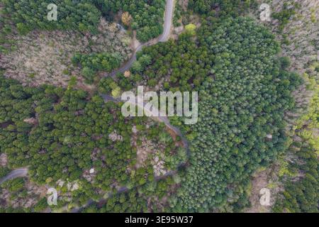 Vue aérienne d'une route asphaltée sinueuse serpentant à travers une forêt dense d'arbres mixtes à feuilles persistantes et à feuilles caduques à Vallombrosa, Toscane, Italie. Banque D'Images