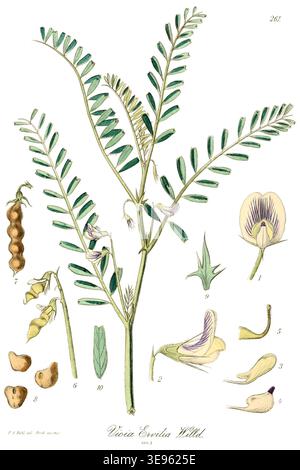 Heinrich Gottlieb Ludwig (1793-1879) était un botaniste allemand renommé, connu pour ses travaux sur la flore de l'Europe centrale. L'illustration tirée des icones Florae Germanicae et Helveticae (1903) représente Vicia ervilia, communément appelée vesce amère, et fait partie de son travail botanique plus vaste qui cataloguait des plantes de diverses régions européennes. Cette image est une illustration botanique des espèces végétales de la collection Flora allemande et suisse. Banque D'Images