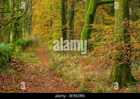 Arbres d'automne colorés et feuillage à Stockhill Woods sur les collines Mendip, Somerset. Banque D'Images