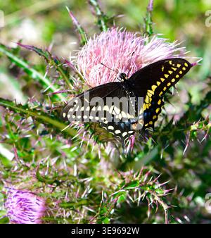 Le papilio polyxenes est également appelé Black Swallowtail, American Swallowtail, ou panais Swallowtail. C'est une faute Banque D'Images